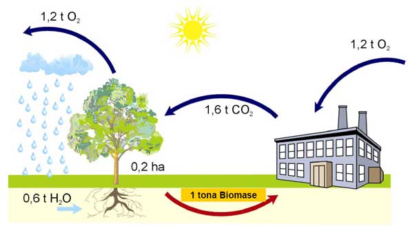 Tok kisika i ugljičnog dioksida kod izgaranja biomase